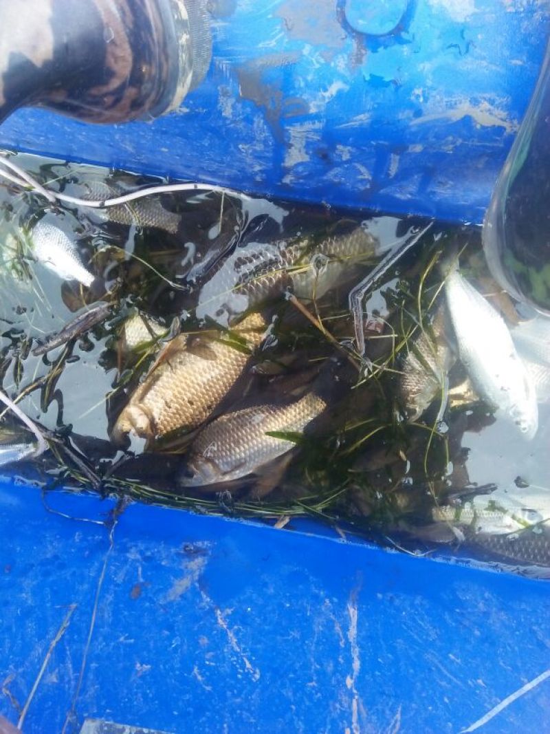 鲫鱼食用