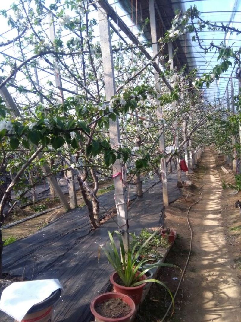 大棚膜5+2高保温高透明PO宽度1—20塑料农膜温室专用