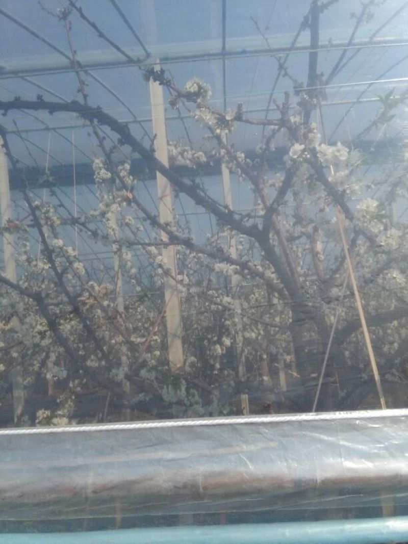 大棚膜5+2高保温高透明PO宽度1—20塑料农膜温室专用