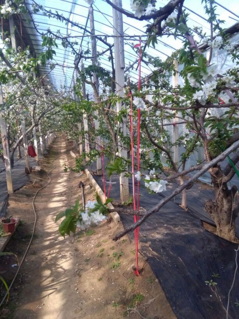 大棚膜5+2高保温高透明PO宽度1—20塑料农膜温室专用