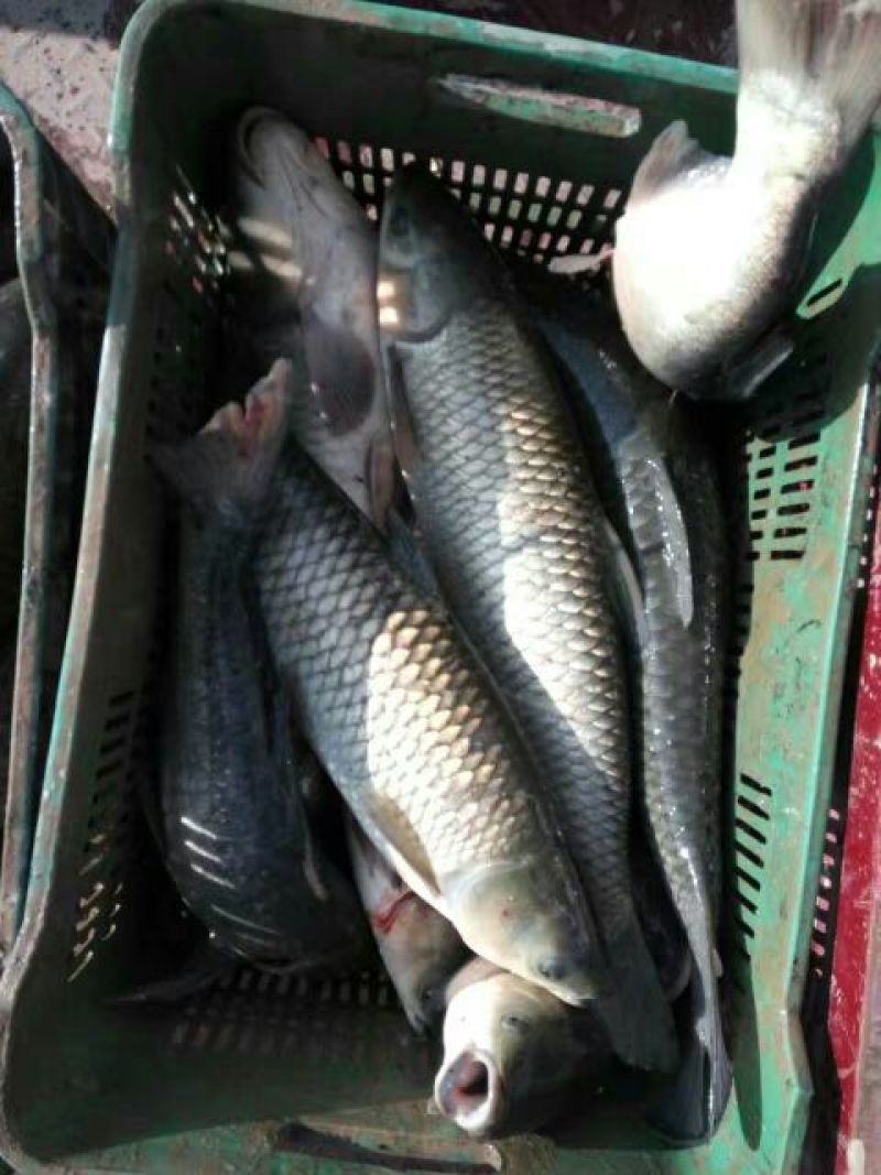 黄河鲤食用2~3公斤
