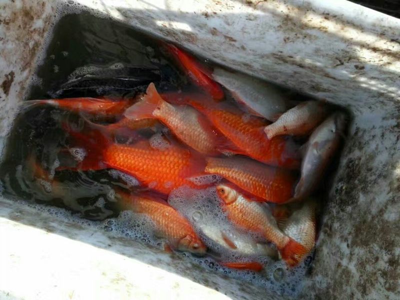 黄河鲤食用2~3公斤