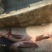 黄河鲤食用2~3公斤