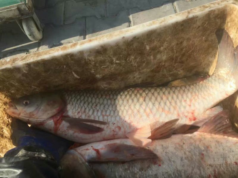 黄河鲤食用2~3公斤