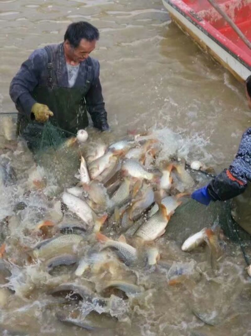 黄河鲤食用2~3公斤