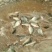 黄河鲤食用2~3公斤