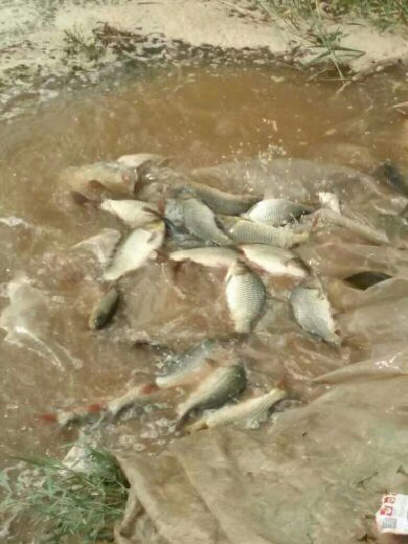 黄河鲤食用2~3公斤