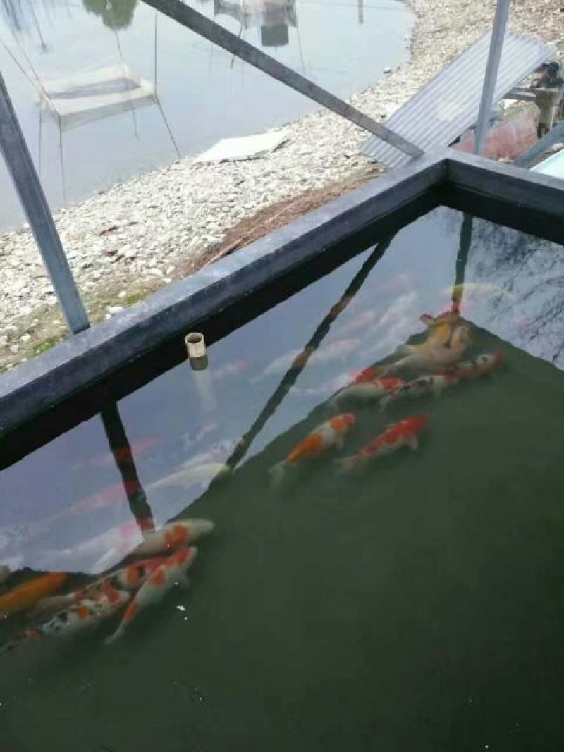 锦鲤饲料0.5~1公斤