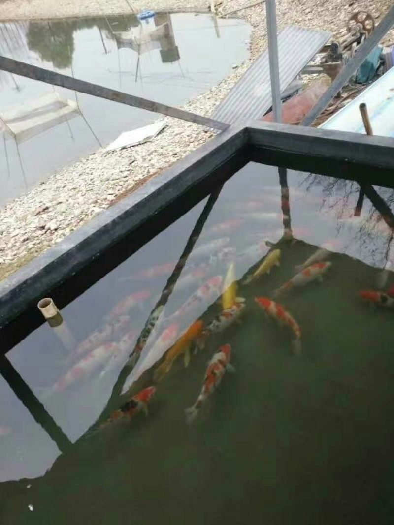 锦鲤饲料0.5~1公斤