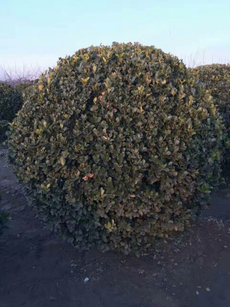 大叶黄杨球4~6cm4cm以下