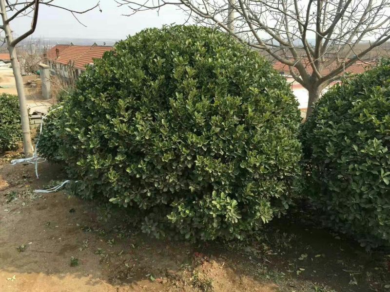 大叶黄杨球4~6cm4cm以下