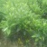 沃柑苗30~50cm