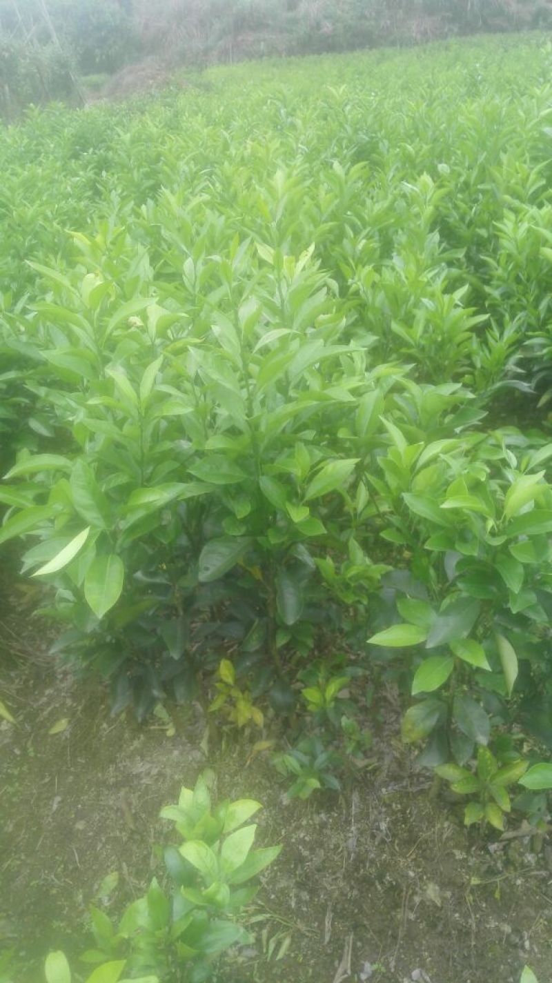 沃柑苗30~50cm