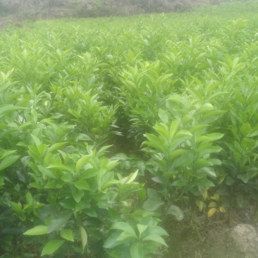 沃柑苗30~50cm