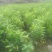 沃柑苗30~50cm