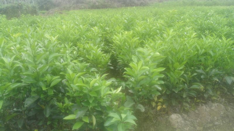 沃柑苗30~50cm
