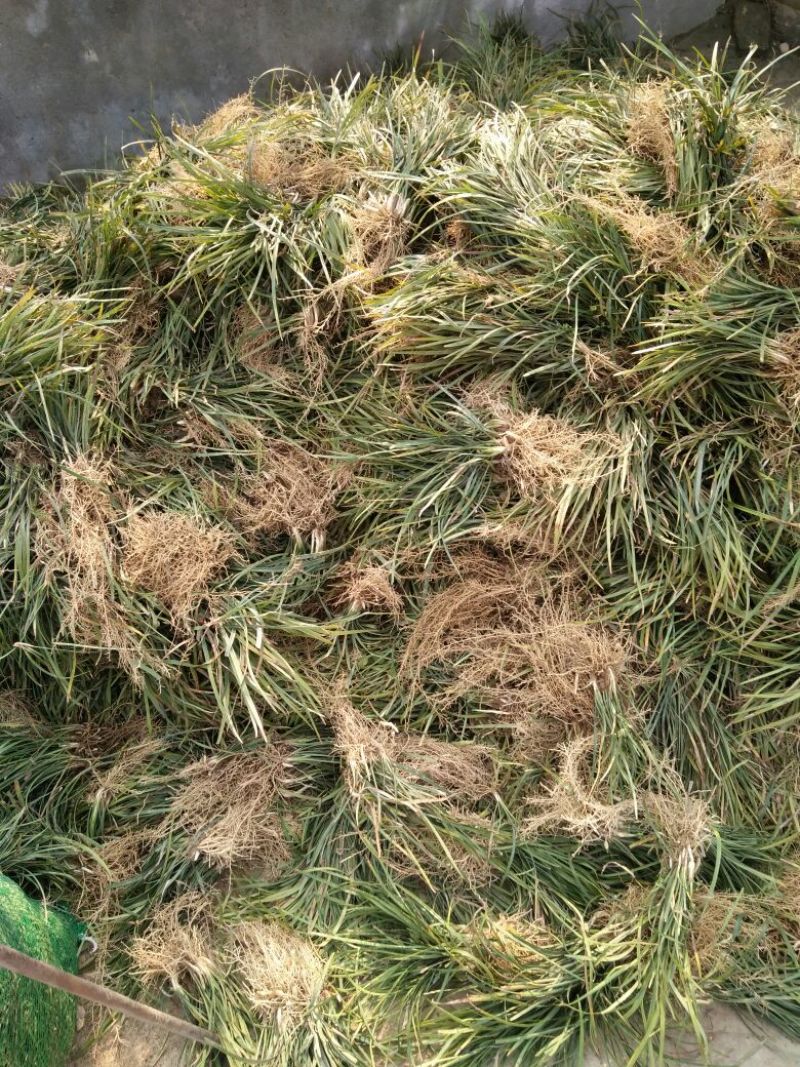 麦冬草