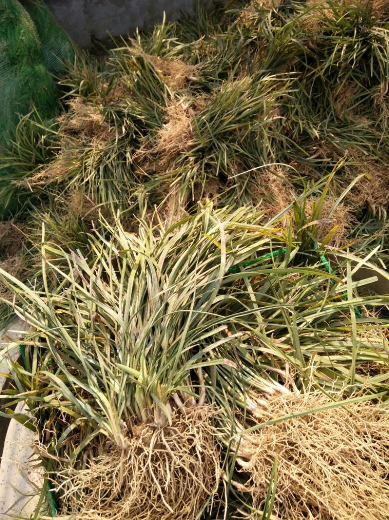 麦冬草