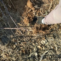 苹果树苗80cm以上