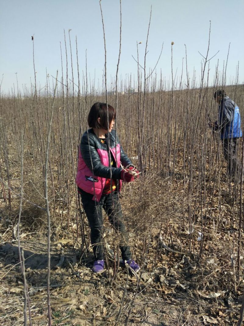苹果树苗80cm以上