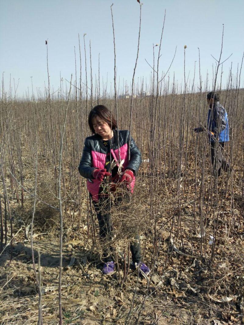 苹果树苗80cm以上
