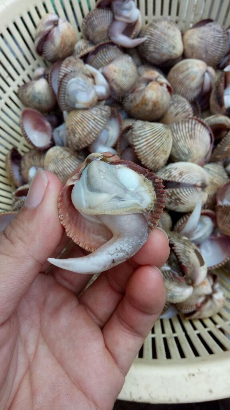 花蛤杂色蛤食用鲜活