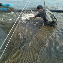 草鱼1~2.5公斤人工养殖活鱼