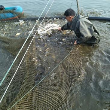 草鱼1~2.5公斤人工养殖活鱼