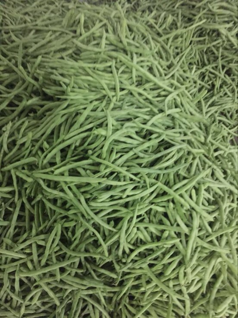 四季豆10~15cm豆子颜色好。货量大