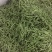 四季豆10~15cm豆子颜色好。货量大