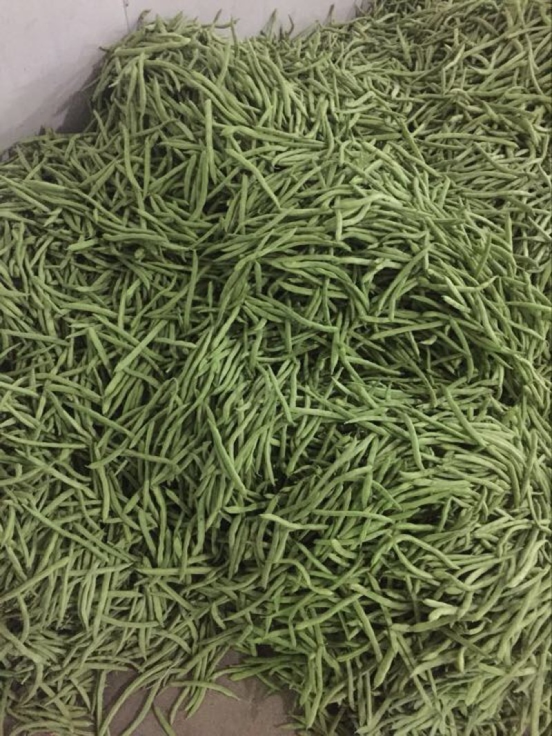 四季豆10~15cm豆子颜色好。货量大