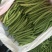 四季豆10~15cm豆子颜色好。货量大
