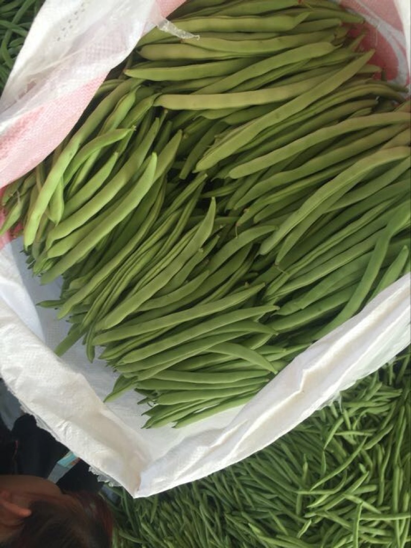 四季豆10~15cm豆子颜色好。货量大