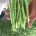 四季豆10~15cm豆子颜色好。货量大