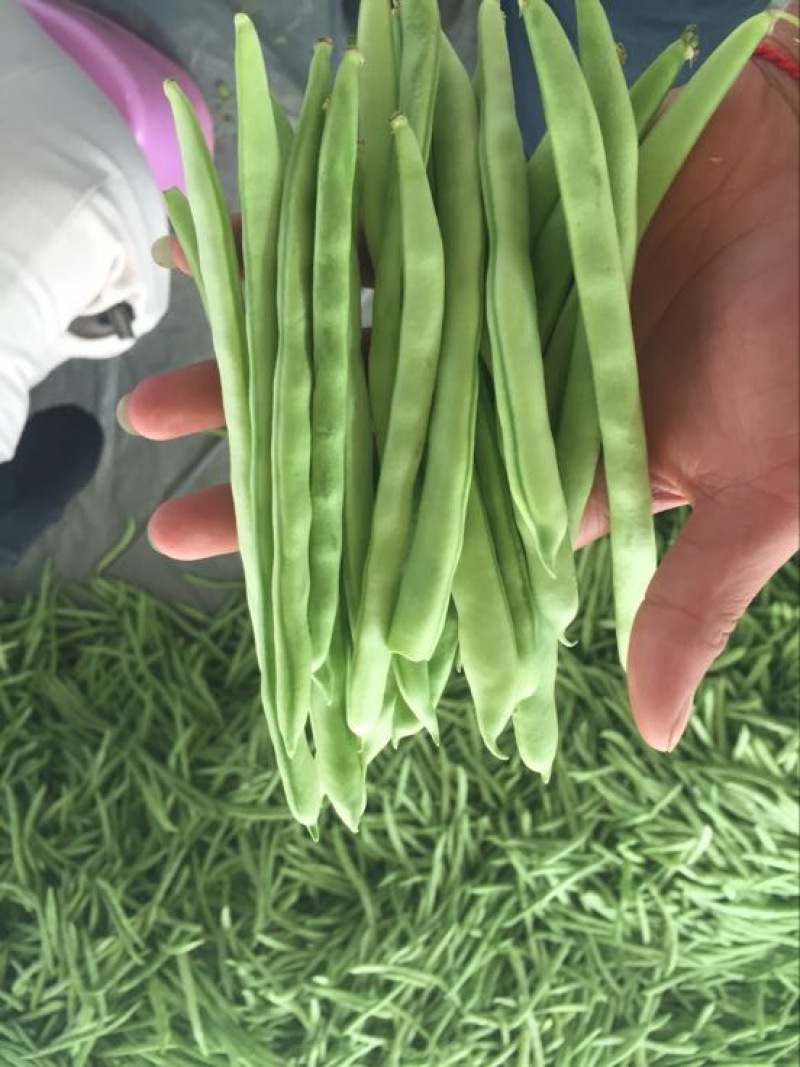 四季豆10~15cm豆子颜色好。货量大