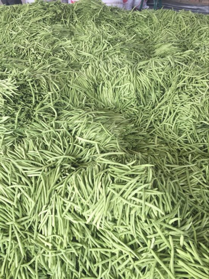 四季豆10~15cm豆子颜色好。货量大
