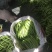 四季豆10~15cm豆子颜色好。货量大