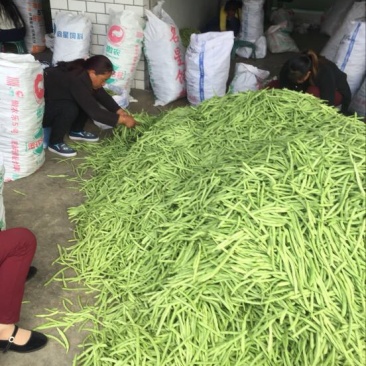 四季豆10~15cm豆子颜色好。货量大