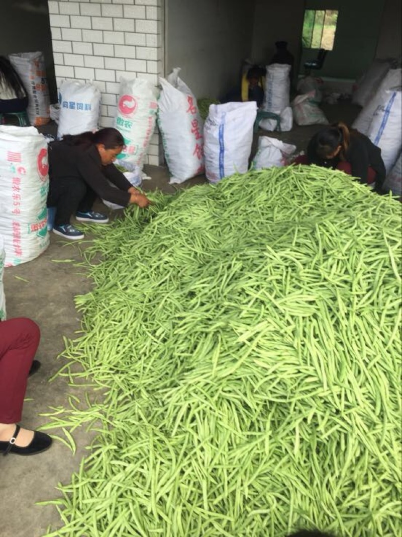 四季豆10~15cm豆子颜色好。货量大