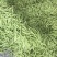 四季豆10~15cm豆子颜色好。货量大