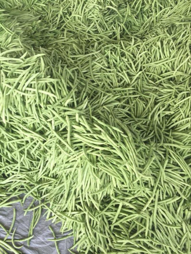 四季豆10~15cm豆子颜色好。货量大