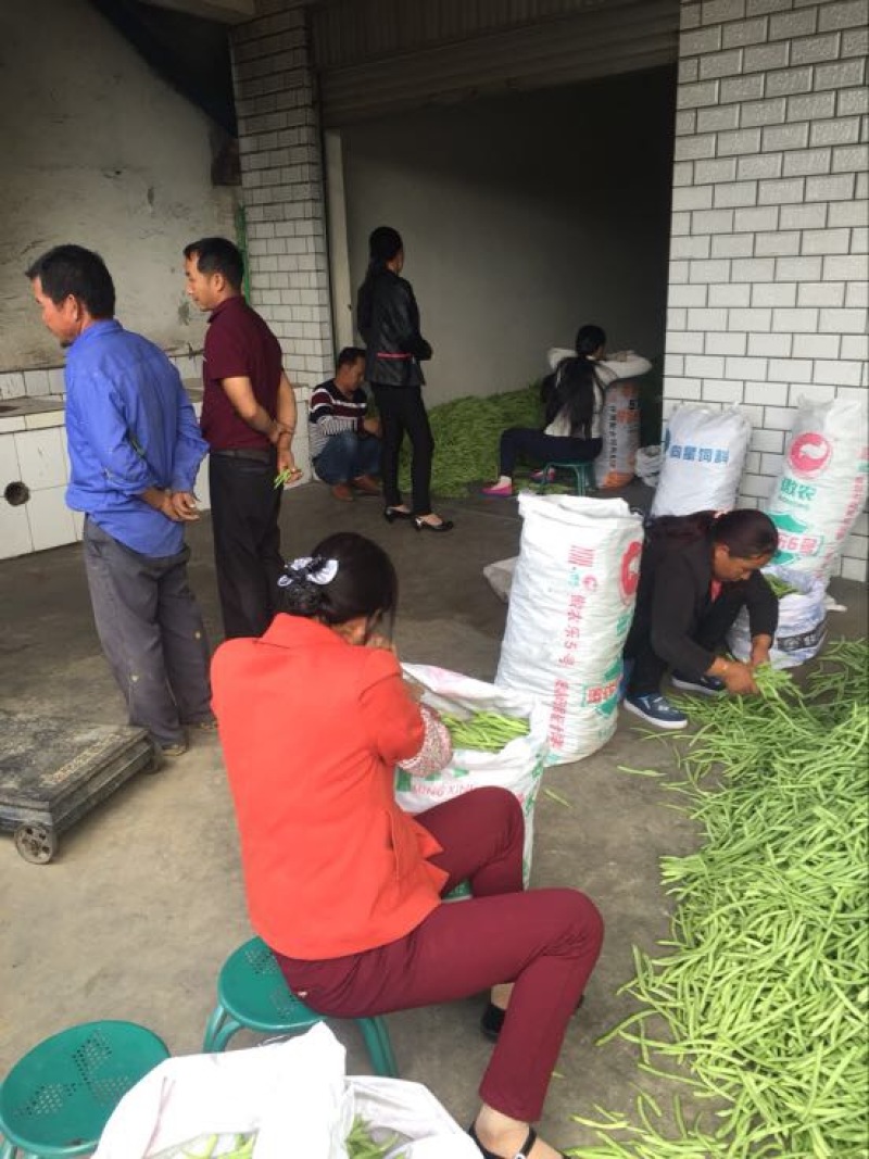 四季豆10~15cm豆子颜色好。货量大