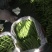 四季豆10~15cm豆子颜色好。货量大