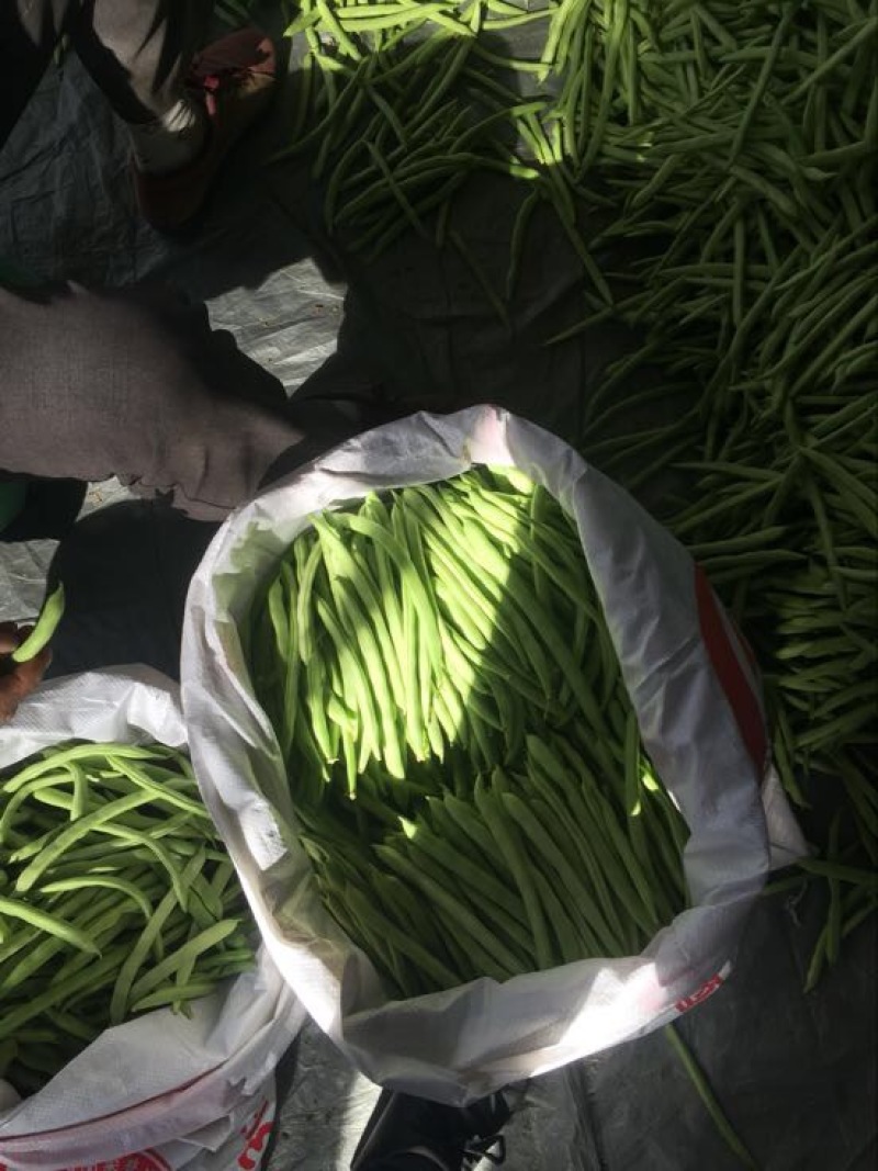 四季豆10~15cm豆子颜色好。货量大