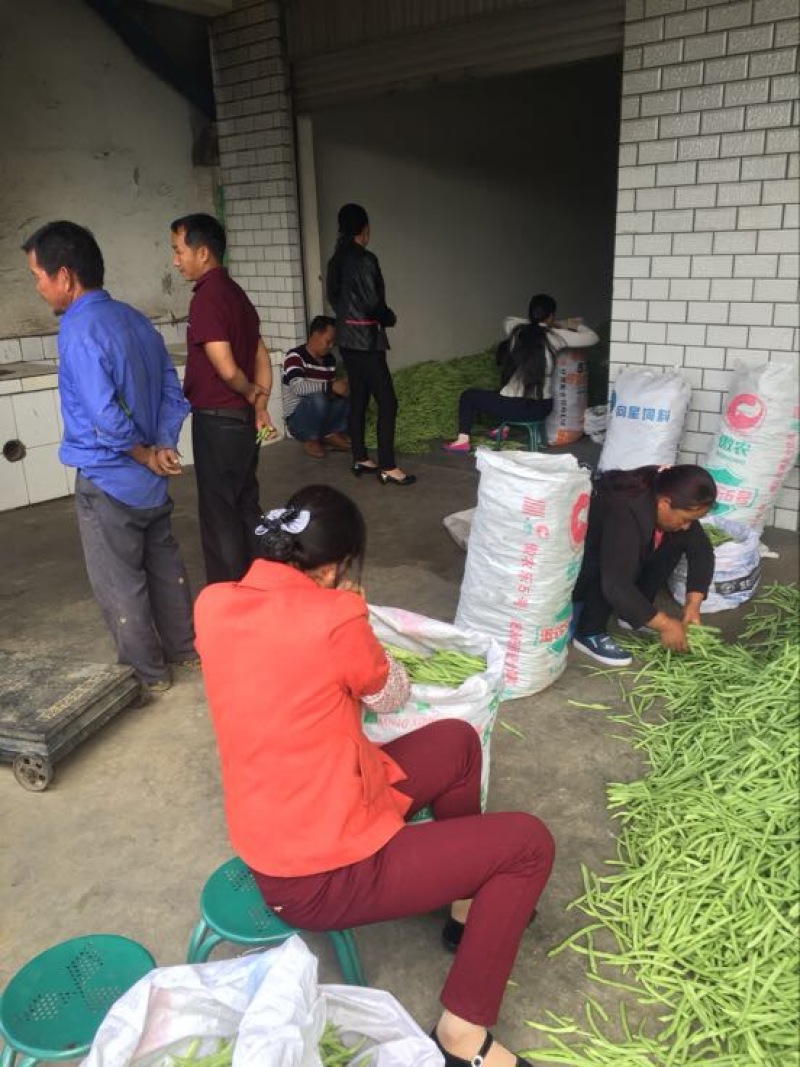 四季豆10~15cm豆子颜色好。货量大