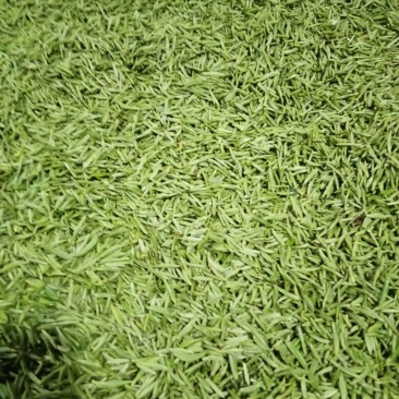 川茶特级