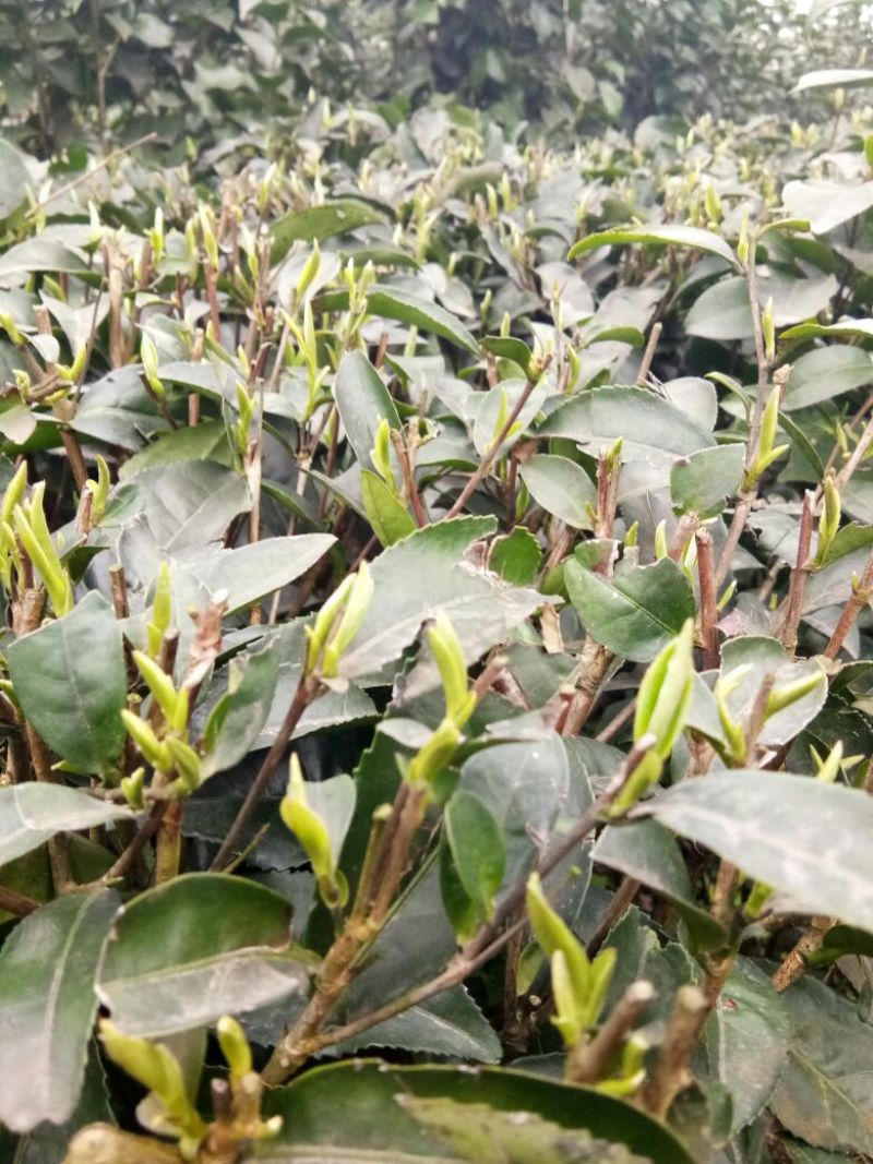 川茶特级