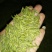 川茶特级