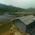 中华圆田螺作种鲜活