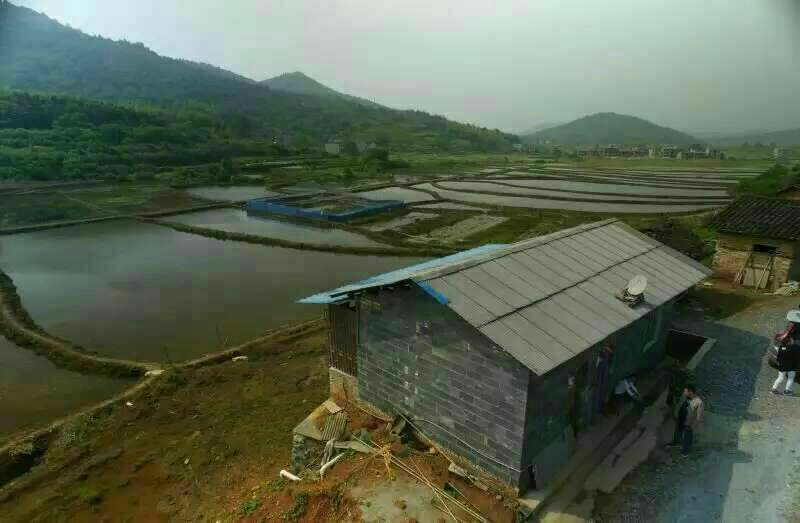 中华圆田螺作种鲜活
